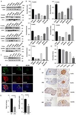 SNAPIN Regulates Cell Cycle Progression to Promote Pancreatic β Cell Growth